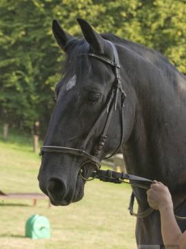 Ariel - Horse BTS (96x) — photo 72 of 96