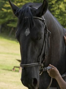 Ariel - Horse BTS (96x) — photo 73 of 96